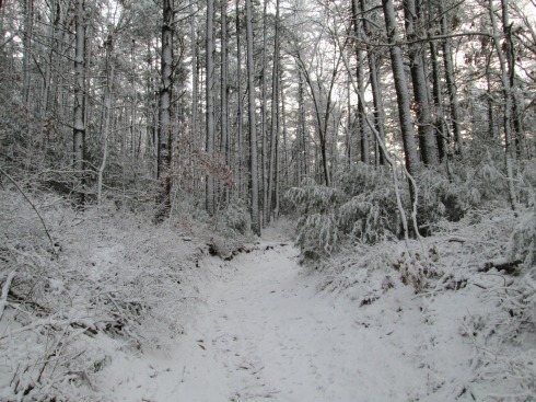 Part of the 1623 Green Harbor Trail on a snowy day